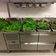 The first collection of harvested vegetables.